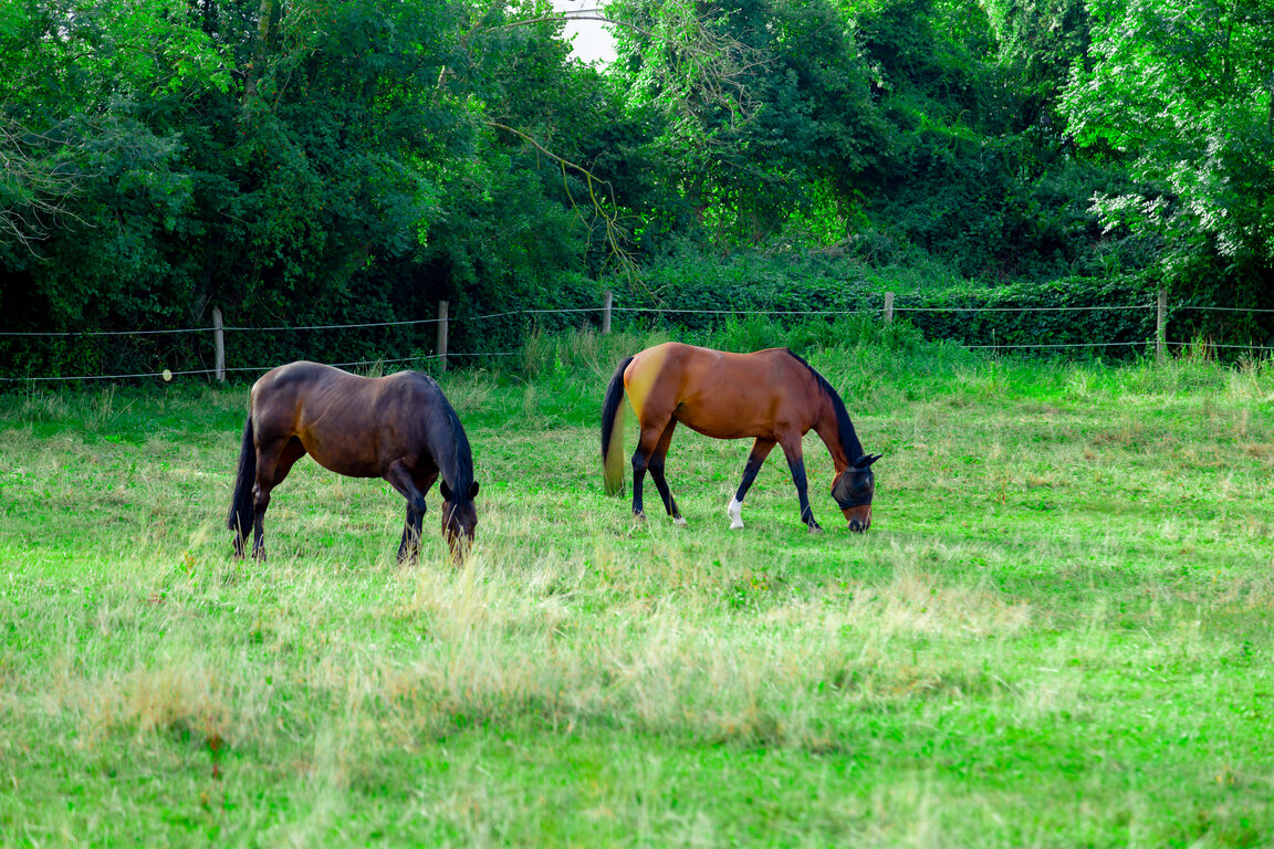 Image: _JA 40792 Pferde auf der Weide von WH und S.jpg